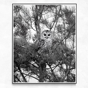 Barred Owl Print | Black And White Owl Art Prints | Florida Wildlife Photography | Everglades National Park | Owl Wall Art