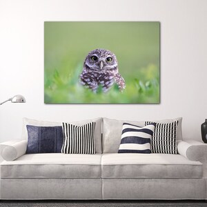 May include: A small brown and white owl with yellow eyes is perched in green grass. The owl is looking directly at the camera.