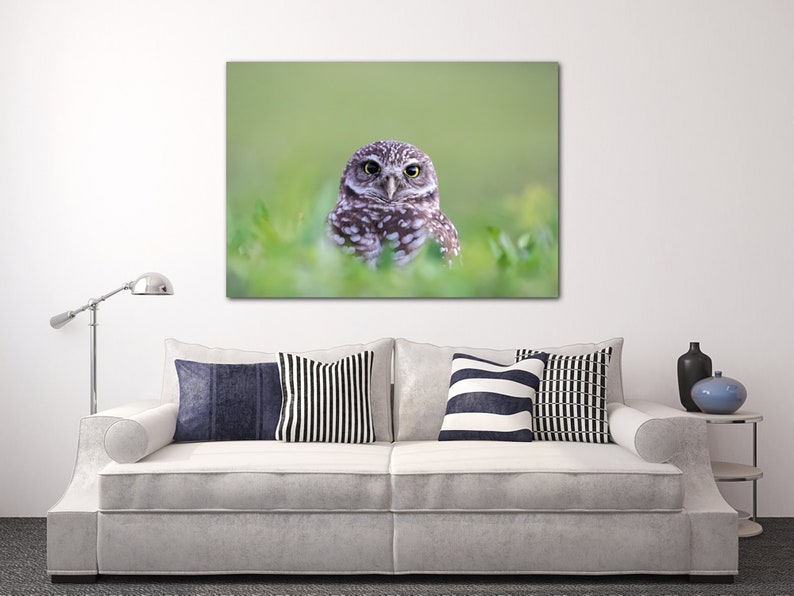 May include: A small brown and white owl with yellow eyes is perched in green grass. The owl is looking directly at the camera.