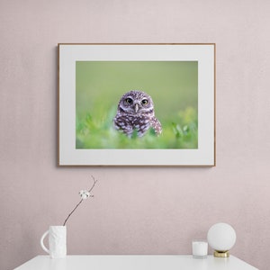 May include: A framed photograph of a small brown and white owl with yellow eyes looking directly at the camera. The owl is sitting in a bed of green grass.
