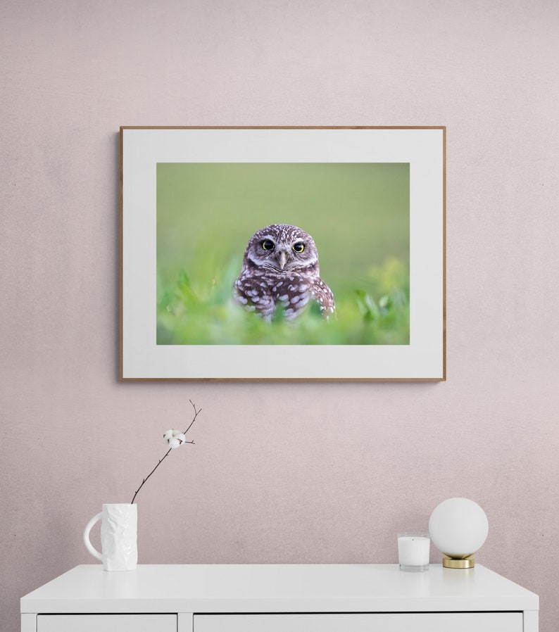May include: A framed photograph of a small brown and white owl with yellow eyes looking directly at the camera. The owl is sitting in a bed of green grass.