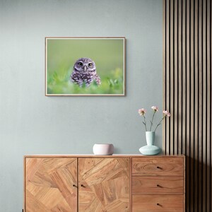 May include: A framed photograph of a small brown and white owl with yellow eyes looking directly at the camera. The owl is sitting in a bed of green grass.