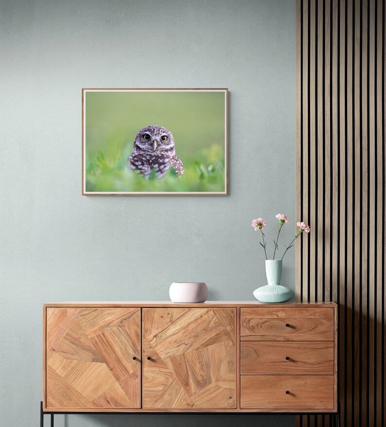 May include: A framed photograph of a small brown and white owl with yellow eyes looking directly at the camera. The owl is sitting in a bed of green grass.