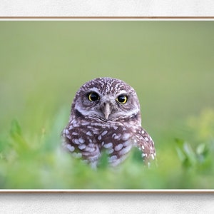 Burrowing Owl Photo: Florida Bird Photography, Owl Wall Art