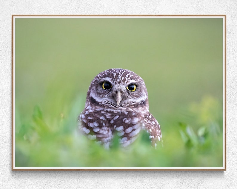 May include: A small brown and white owl with yellow eyes is looking directly at the camera. The owl is sitting in a field of green grass.