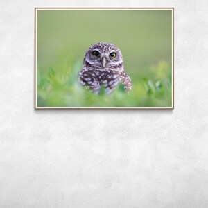 May include: A small brown and white owl with yellow eyes sits in a field of green grass. The owl is looking directly at the camera.