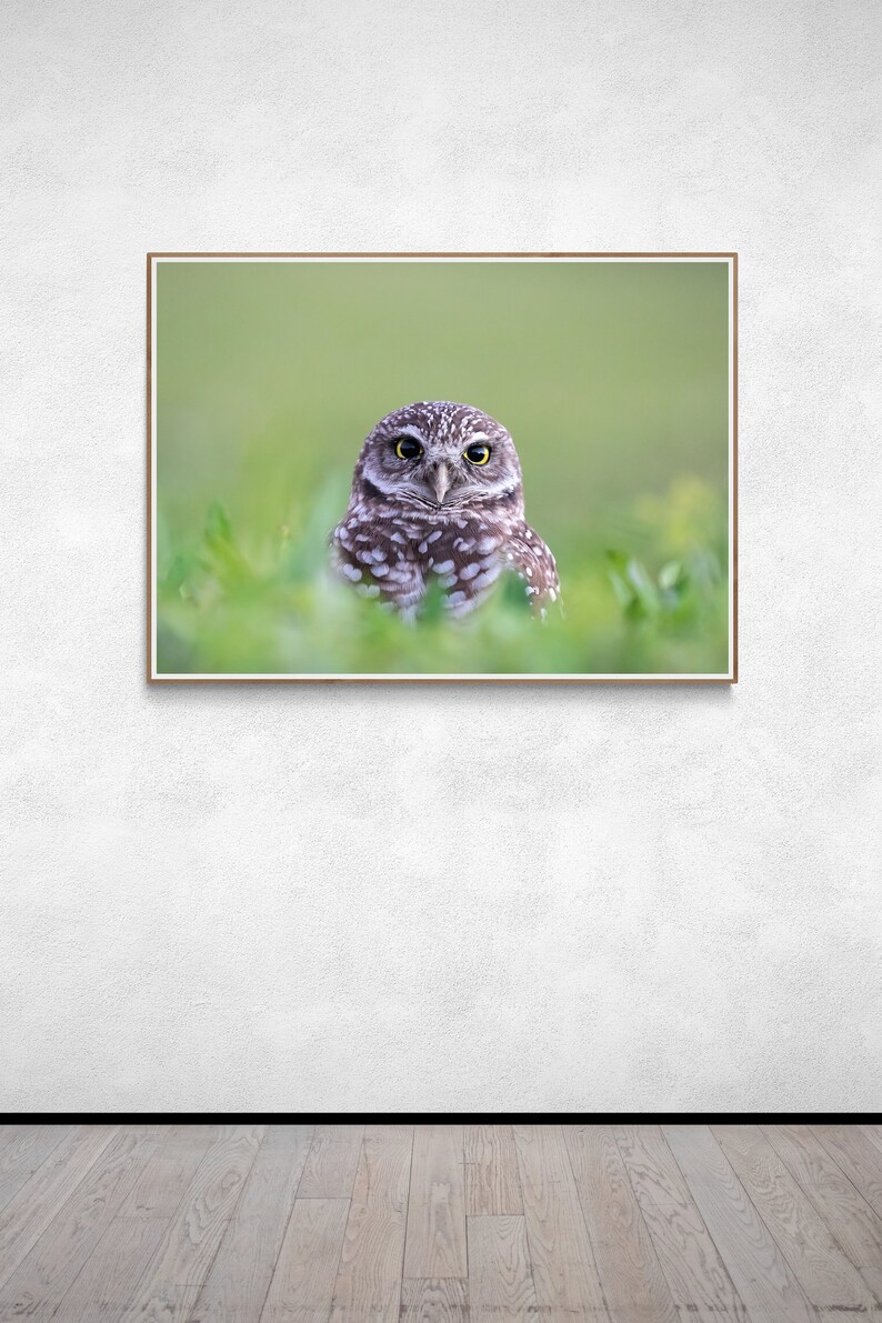 May include: A small brown and white owl with yellow eyes sits in a field of green grass. The owl is looking directly at the camera.