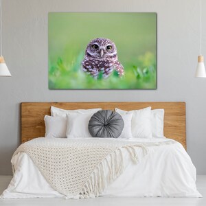 May include: A small brown and white owl with yellow eyes sits in a field of green grass. The owl is looking directly at the camera.