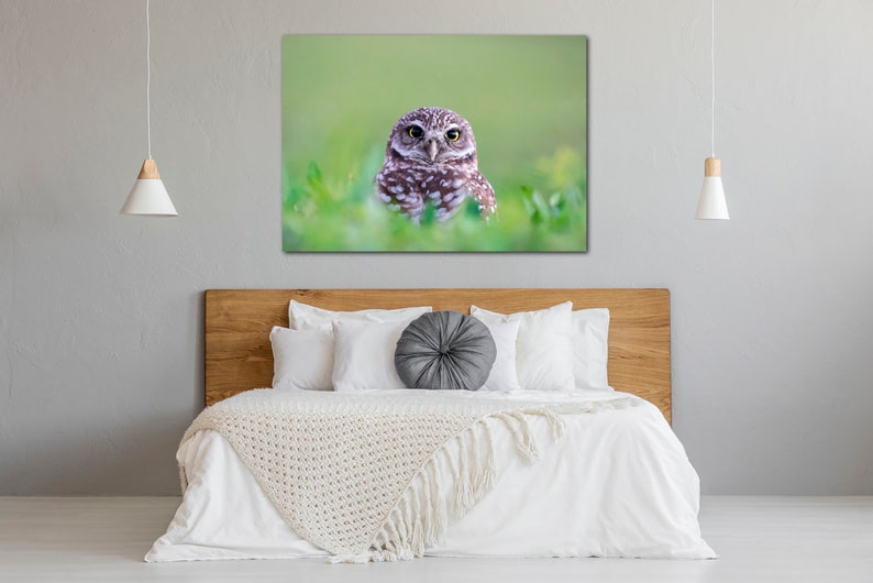May include: A small brown and white owl with yellow eyes sits in a field of green grass. The owl is looking directly at the camera.