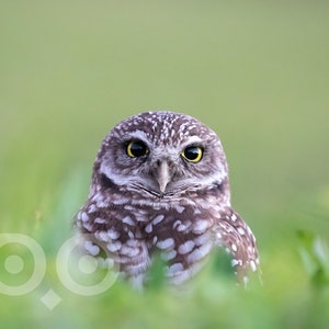 May include: A close-up of a burrowing owl with large, bright yellow eyes, peering directly at the camera. The owl is perched in a bed of green grass.