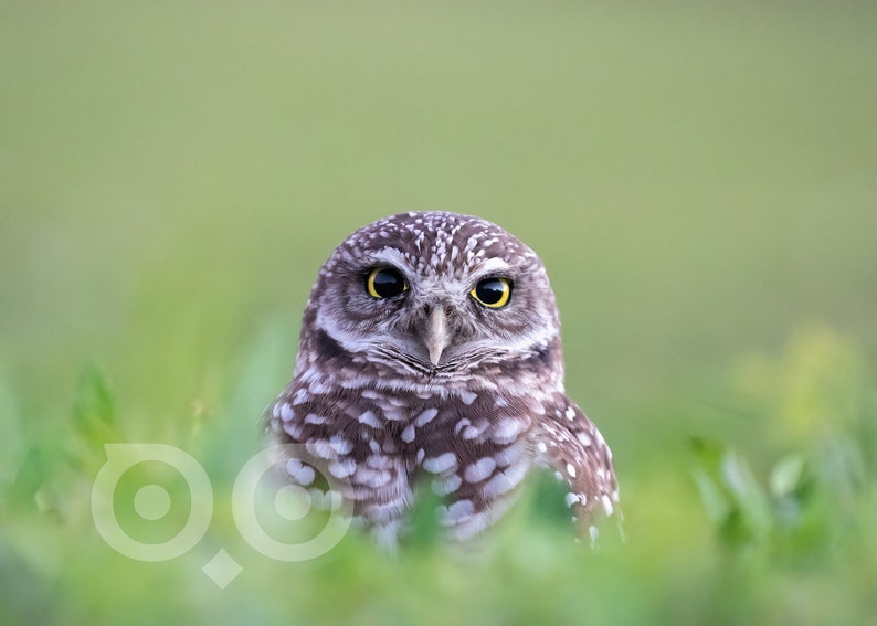 May include: A close-up of a burrowing owl with large, bright yellow eyes, peering directly at the camera. The owl is perched in a bed of green grass.