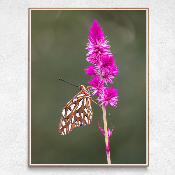 Gulf Fritillary Butterfly Print | Butterfly Photography