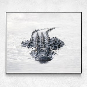 Alligator Wall Art | Everglades Wildlife Photography | Alligator Art Print | UF Gators Gifts | Black And White Alligator Picture