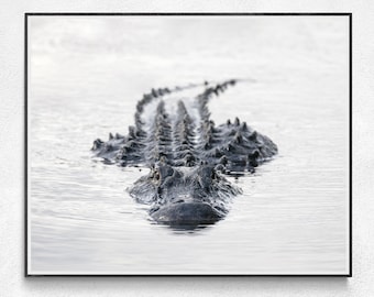 Alligator Wall Art | Everglades Wildlife Photography | Alligator Art Print | UF Gators Gifts | Black And White Alligator Picture