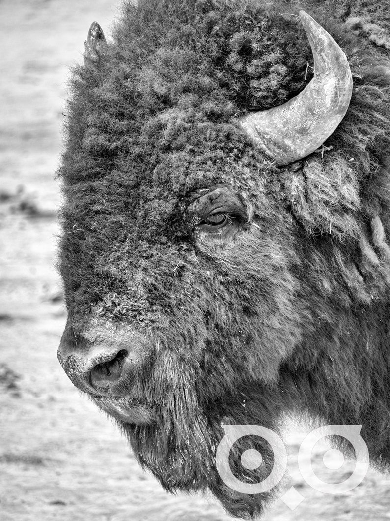 Bison Wall Art Country Western Decor Black and White Bison Print