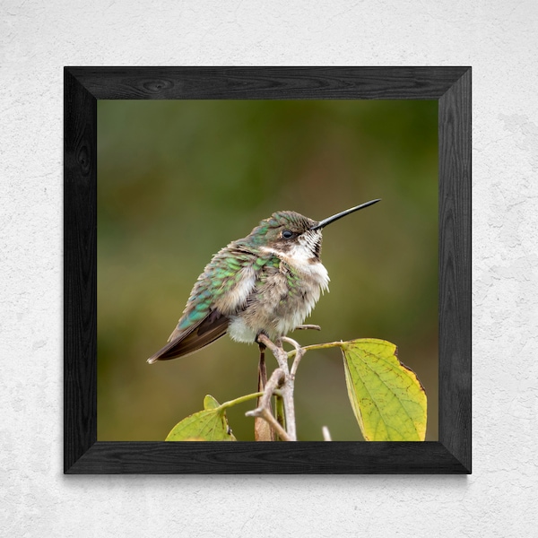 Hummingbird Print, Bird Photography, Hummingbird Photo, Bird Lover Gift, Humming Bird Print, Ruby Throated Hummingbird