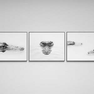 Alligator Black And White Prints Set Of 3 | Alligator Print | Everglades Black And White Wildlife Photography | Florida Wall Art