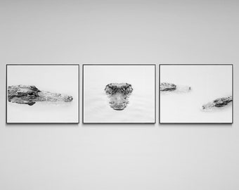 Alligator Photography Prints Set: Everglades Black & White Wildlife