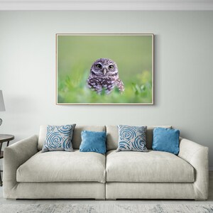 May include: A framed photograph of a small owl with large eyes, perched in a bed of green grass. The owl is looking directly at the camera. The photograph is hanging on a light green wall above a white couch with blue patterned pillows.