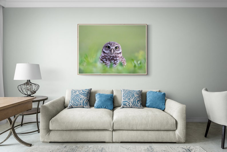 May include: A framed photograph of a small owl with large eyes, perched in a bed of green grass. The owl is looking directly at the camera. The photograph is hanging on a light green wall above a white couch with blue patterned pillows.