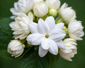 May include: Close-up of a cluster of white jasmine flowers with a yellow center, surrounded by green leaves. The flowers are in various stages of bloom, with some tightly closed buds and others fully open.