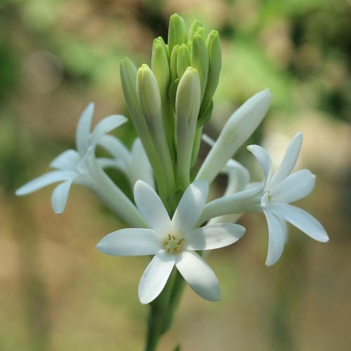 Tuberose Floral Wax - Polianthes tuberosa