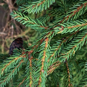 Black Spruce Absolute - Picea Mariana - Canada