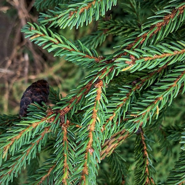Black Spruce Absolute - Picea Mariana - Canada