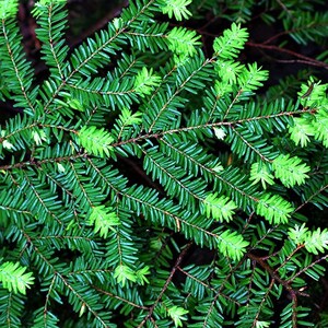 May include: Close-up of a green coniferous tree branch with new growth. The branch is covered in small, dark green needles and has a few new, light green needles.