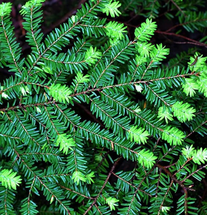 May include: Close-up of a green coniferous tree branch with new growth. The branch is covered in small, dark green needles and has a few new, light green needles.