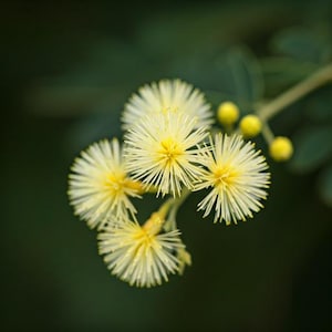 May include: Close-up of delicate yellow flowers with feathery petals, blooming on a green stem.