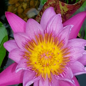 May include: A close-up of a vibrant pink water lily in full bloom. The flower has a bright yellow center with orange and pink stamens. Green lily pads and water surround the flower, creating a serene aquatic scene.
