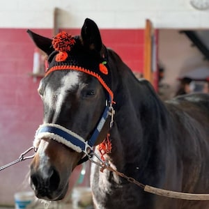 Halloween fly bonnet for horse