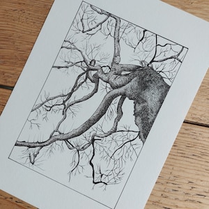 Può includere: Disegno a penna e inchiostro in bianco e nero di un albero con rami spogli, visto dal basso. Il tronco dell'albero è spesso e nodoso, con molti rami che si estendono verso il cielo.