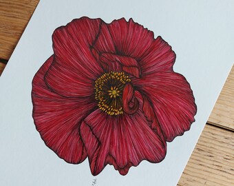 Papaver