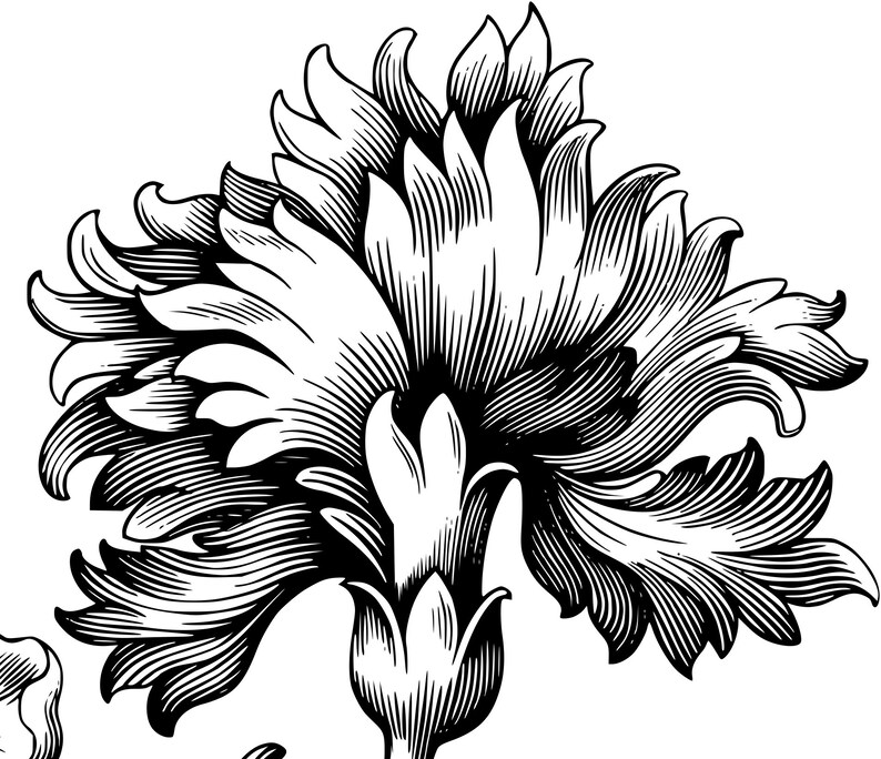 Download Vintage baroque ornament Vector files Vintage Silhouette ...