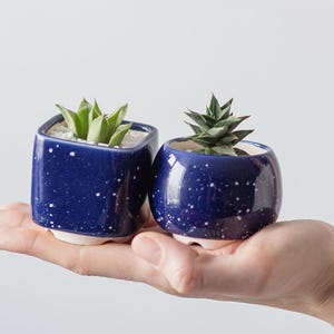 May include: Two small blue ceramic planters with white speckles, one square and one round, each holding a small green succulent plant.