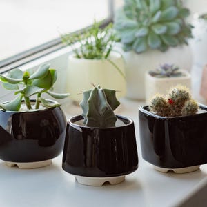 May include: Three small potted plants on a windowsill. The black pots have a white base. The plants include a succulent, a cactus, and a small cactus with red flowers. Other plants in white and cream pots are in the background.