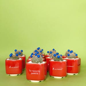 May include: A collection of small, red square ceramic pots, each containing a small cactus with blue and orange decorative elements. The pots have white bases and feature the "ALTERRA" logo and Russian text. The background is a solid green.