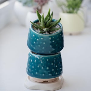 May include: A stacked pair of teal ceramic pots with white polka dots, each holding a small succulent plant. The pots sit on a white, hexagonal saucer. The plants have green, pointed leaves and are surrounded by small white pebbles.