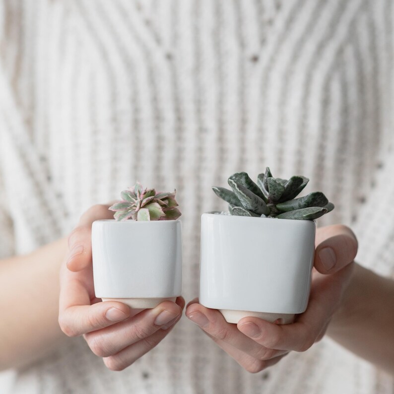 May include: Two small white ceramic pots with succulents. The pots are square and have a smooth, matte finish. The succulents are green and have a variety of textures.