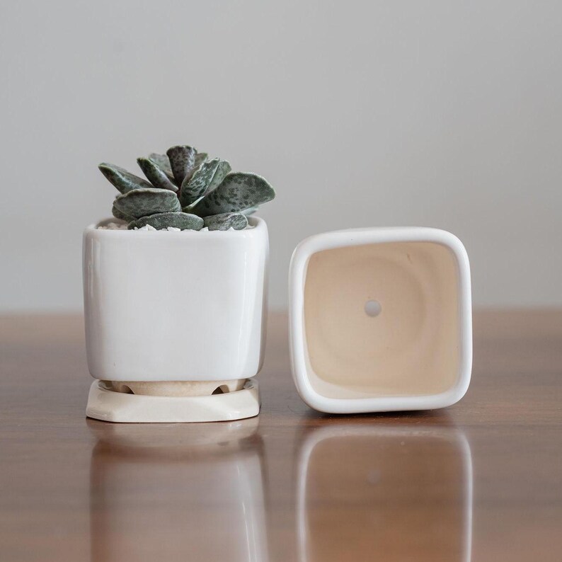 May include: Two white ceramic square plant pots, one with a succulent plant and a white saucer, the other empty.