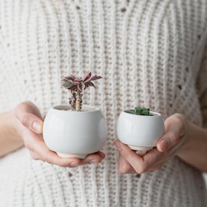 May include: Two small white ceramic pots with succulents. The pot on the left has a pink and green succulent, and the pot on the right has a green succulent.
