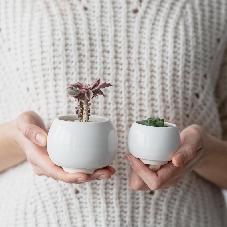 May include: Two small white ceramic pots with succulents. The pot on the left has a pink and green succulent, and the pot on the right has a green succulent.