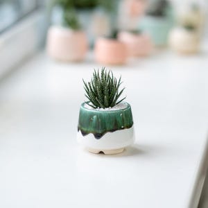 Peut inclure: Un petit pot en céramique vert et blanc avec une plante succulente à l'intérieur. Le pot a une base blanche et un dessus vert avec un glaçage noir.