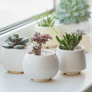 May include: A windowsill with five white ceramic pots containing different types of succulents. The succulents are green, pink, and purple.