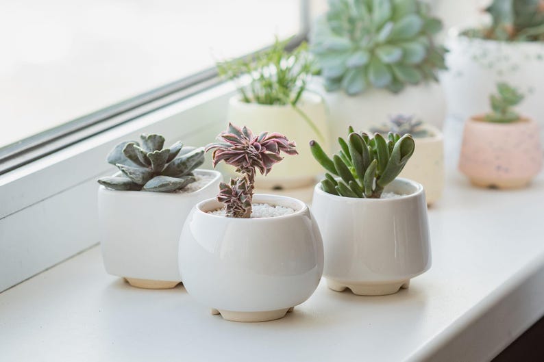 May include: A windowsill with five white ceramic pots containing different types of succulents. The succulents are green, pink, and purple.