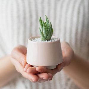 May include: A small succulent plant in a pale pink ceramic pot. The pot has a rounded base and a slightly flared rim.