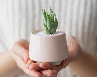 May include: A small succulent plant in a pale pink ceramic pot. The pot has a rounded base and a slightly flared rim.