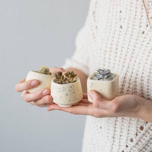May include: Three small white ceramic pots with speckled paint, each containing a different succulent plant. The pots are held in the hands of a person.